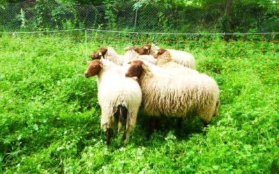 Dans le parc de l’établissement, des moutons en éco pâturage