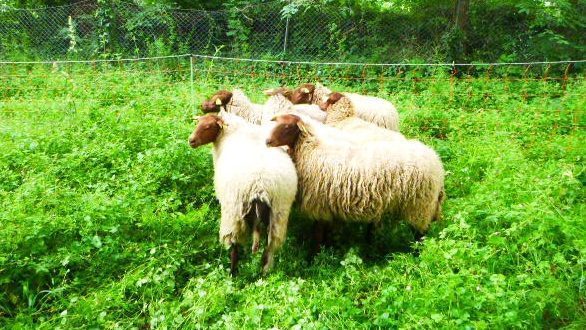 Dans le parc de l’établissement, des moutons en éco pâturage