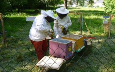 Installation de l’essaim d’abeilles dans la ruche du parc